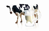 Funny Cow Mug